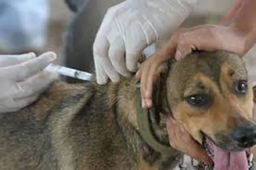 Ministerio-de-Salud-anuncia-jornada-nacional-de-vacunación-antirrábica-de-perros-y-gatos