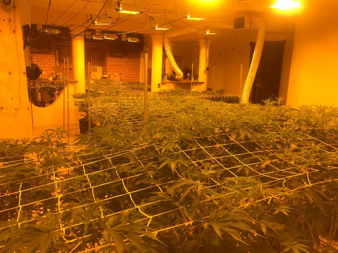 Marihuana