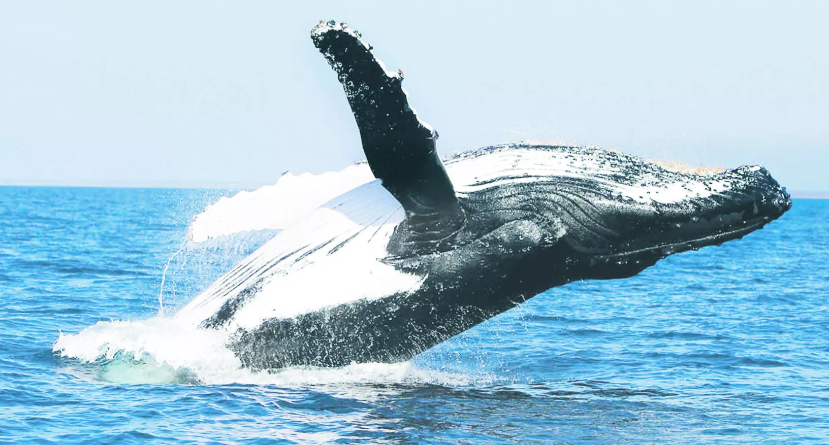 ballenas