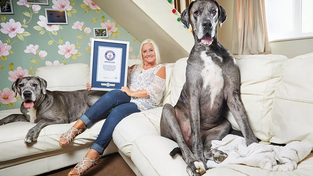 Tallest-dog-living-_-male_freddy_header2_tcm25-646993