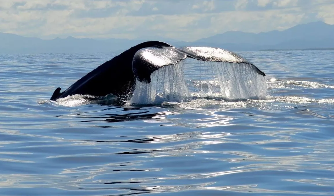 ballena 2