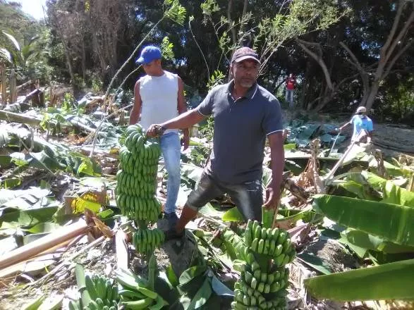 Plantanos barahoneros