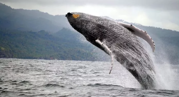 ballenas