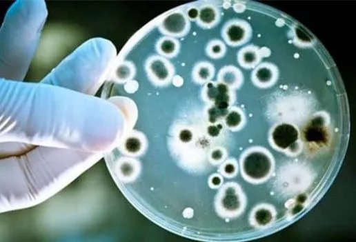 infecciones-hongos-vaginales-candidiasis-vaginal
