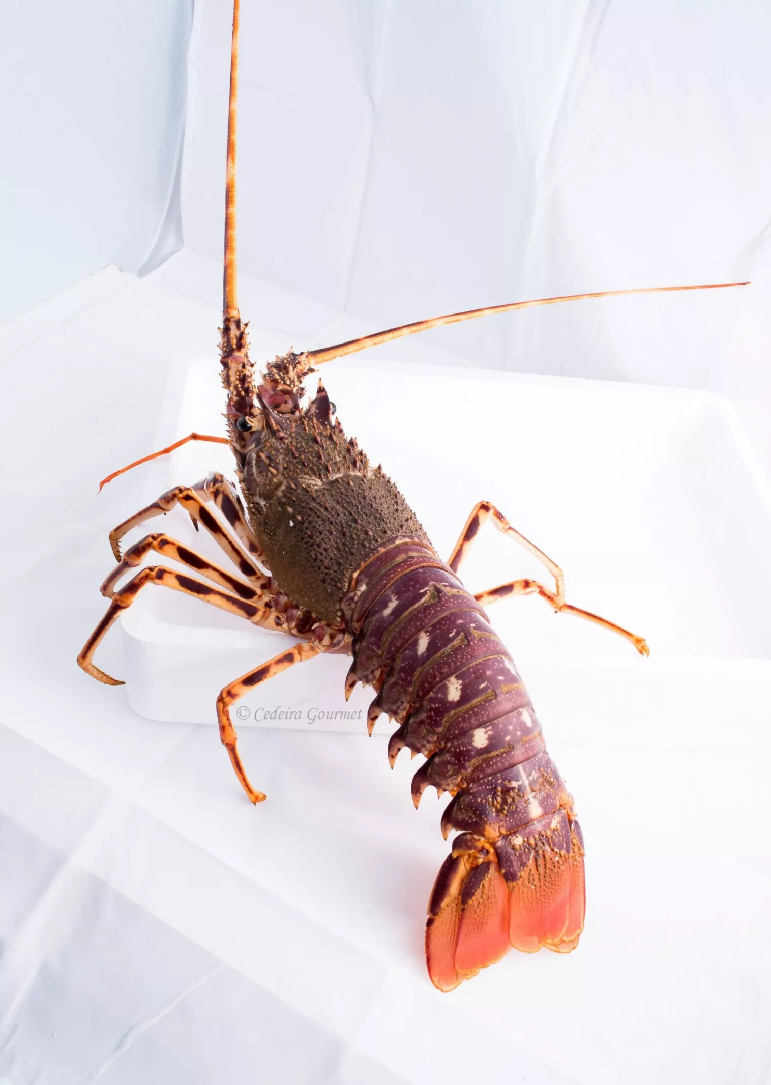 Mito.   Existe la falsa creencia de que las langostas son afrodisíacas y, por el contrario, se dice provocan colesterol.    Distribución.    Son especies nativas del Caribe y Océano Atlántico.