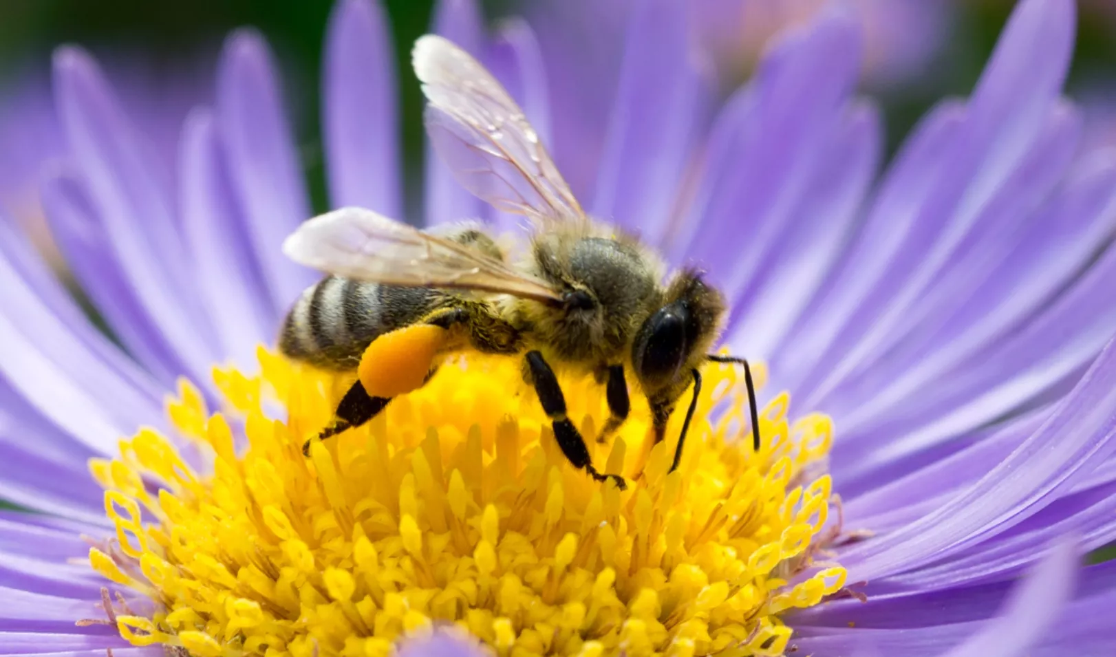 abejas