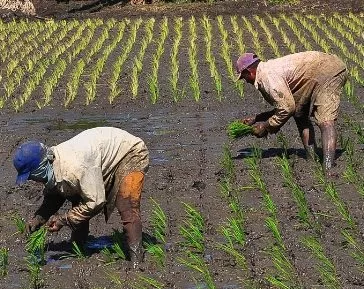 SEGUNDA.-Sembradores de arroz. Foto/Jose Bujosa Mieses