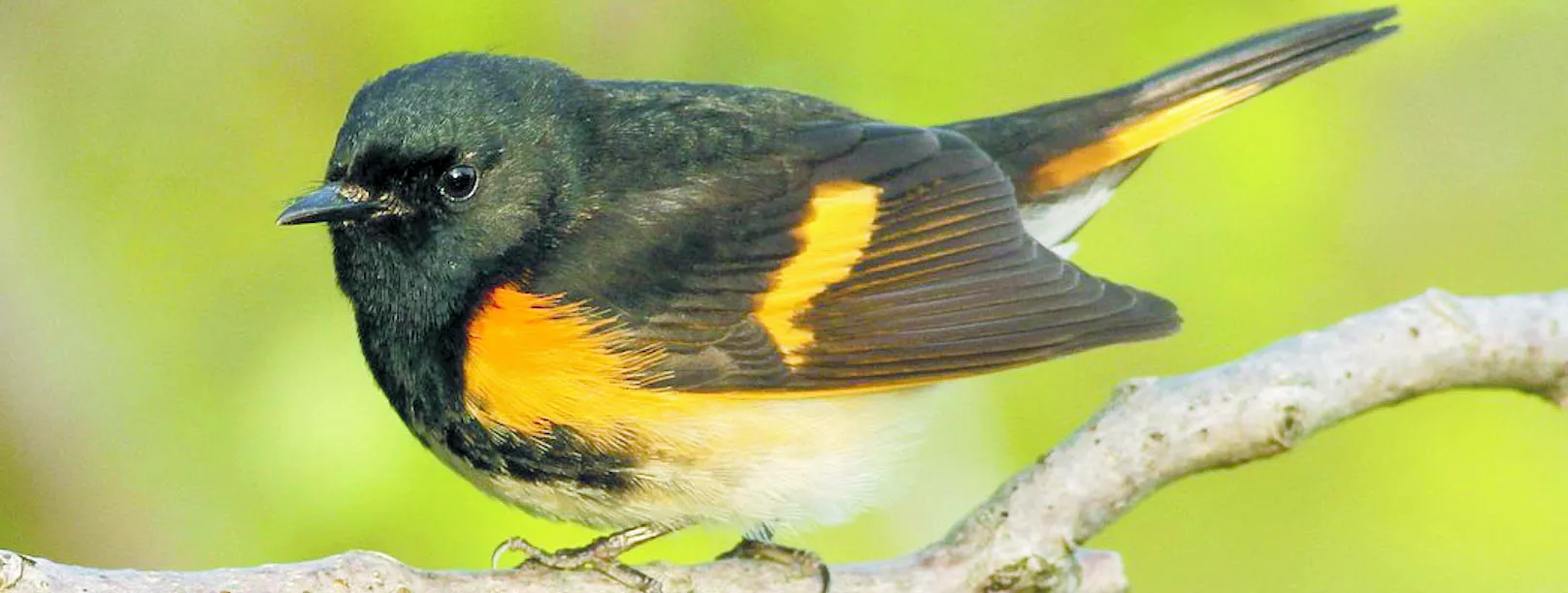 Cigüita Candelita (Setophaga ruticilla).