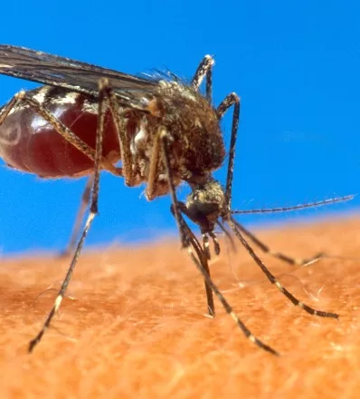 Caribbean Mosquito Virus