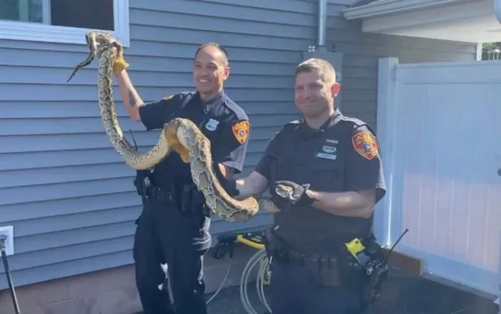Capturan en NY enorme serpiente Pitón en casa residen hispanos