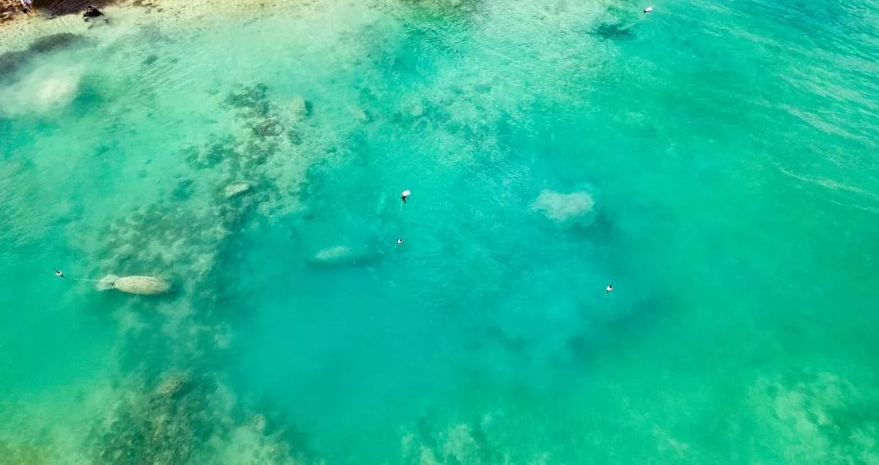 Manatíes en ensenada Bayahibe