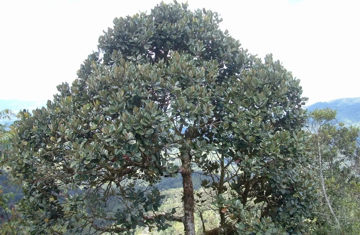 Valle Nuevo