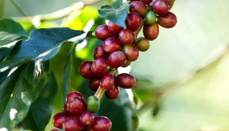 café