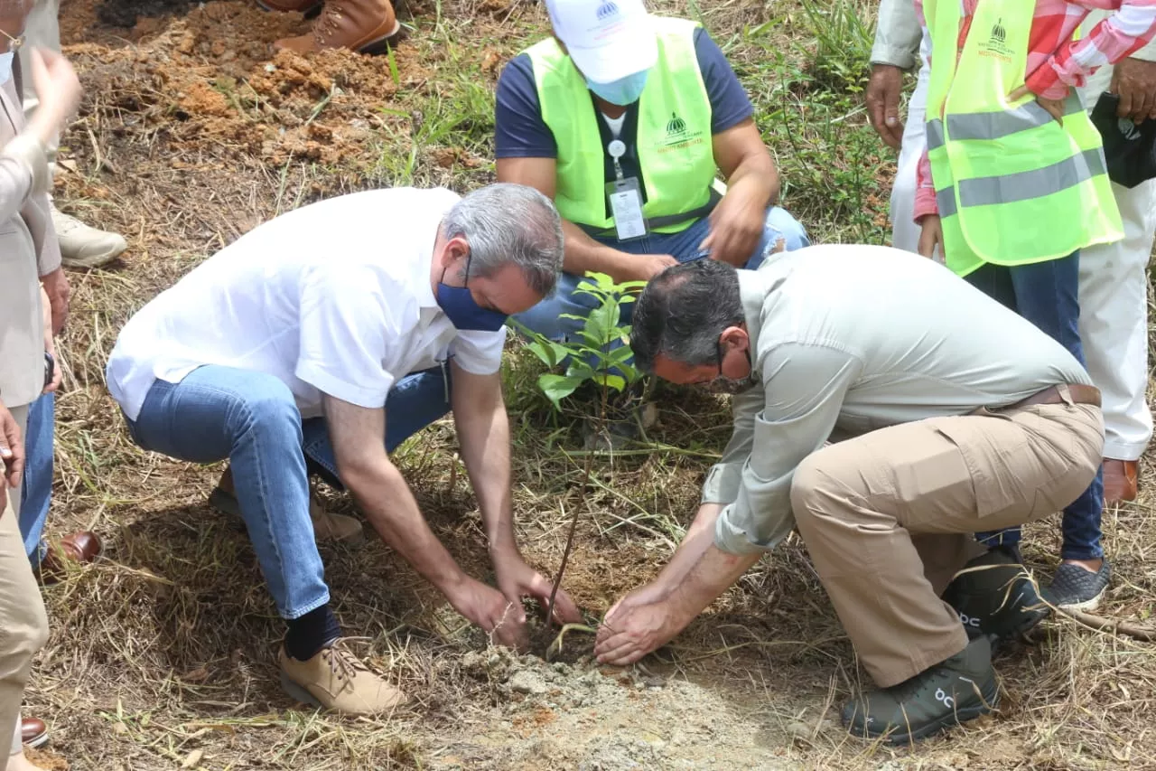 planta