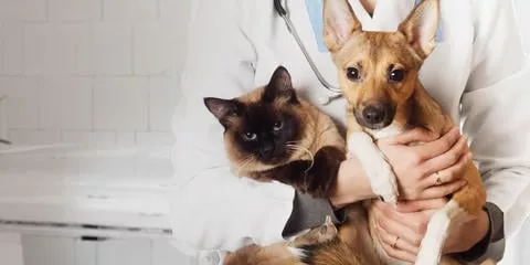 ANUNCIAN JORNADA DE CASTRACIÓN Y ESTERILIZACIÓN DE PERROS Y GATOS EN PUERTO PLATA LA VENIDERA SEMANA (1)