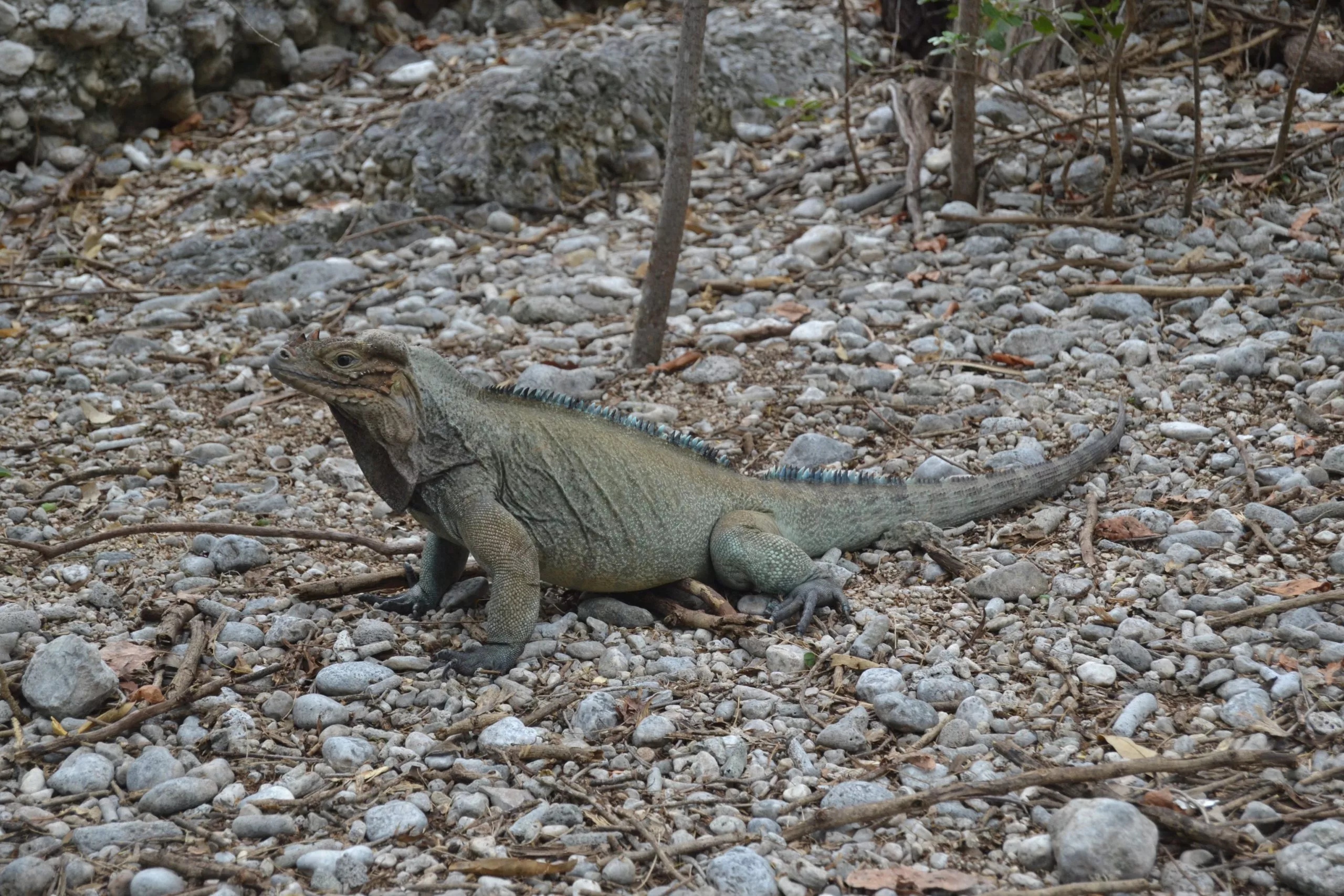 Foto 2 Iguana Rinoceronte de Yolanda Leon