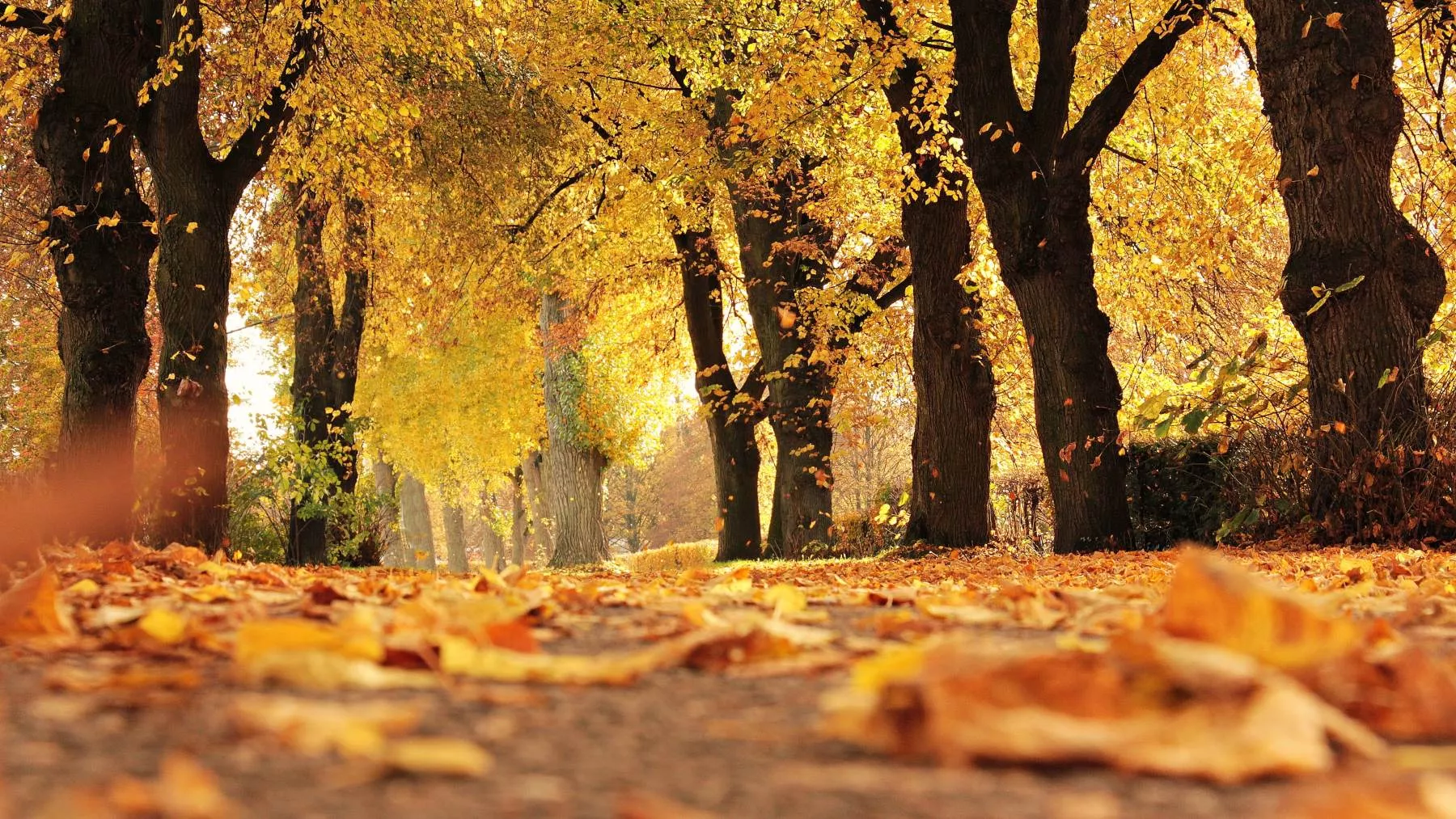 Otoño