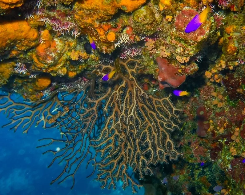Conservación y restauración de estos ecosistemas es vital.