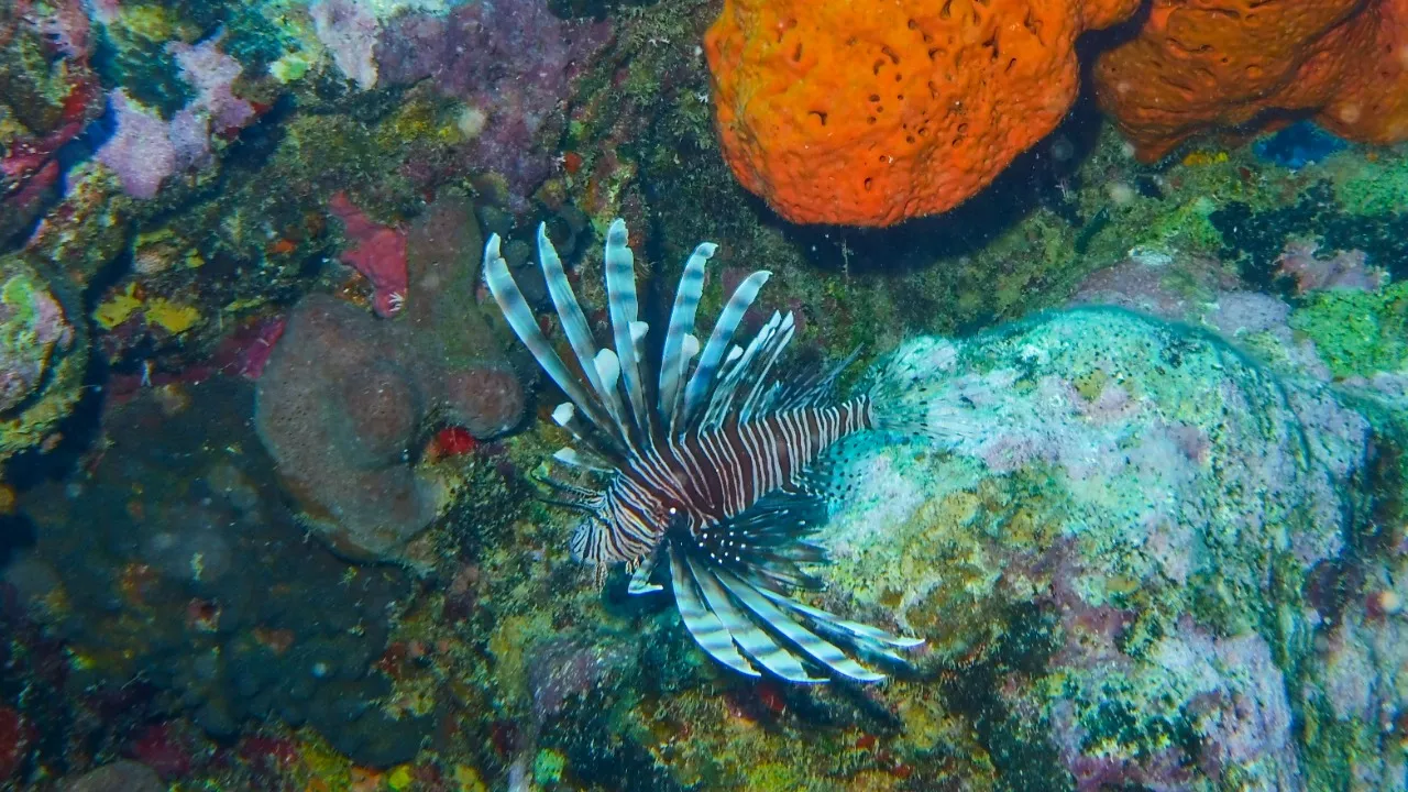 Arrecifes de coral
