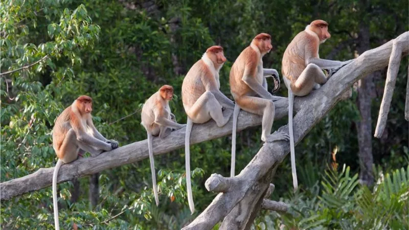 Monos-cola-simios