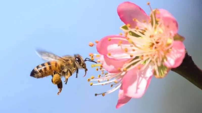 abejas