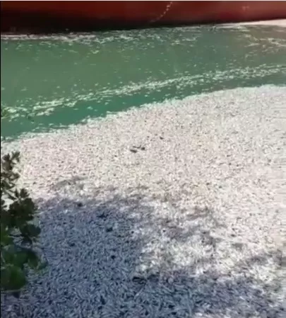 peces