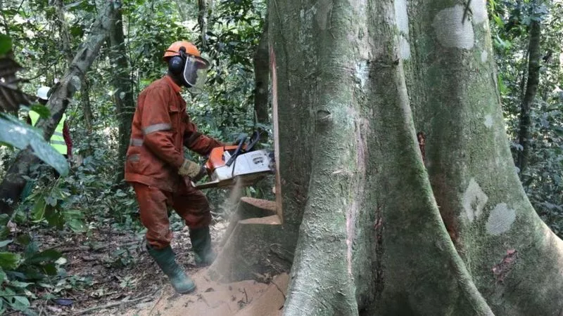 Deforestación