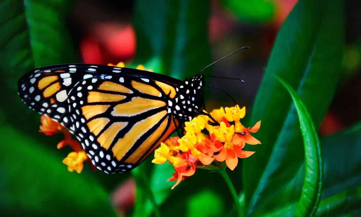 Mariposa-monarca