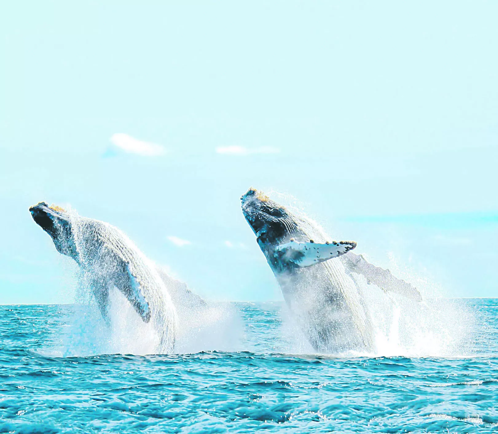 ballenas