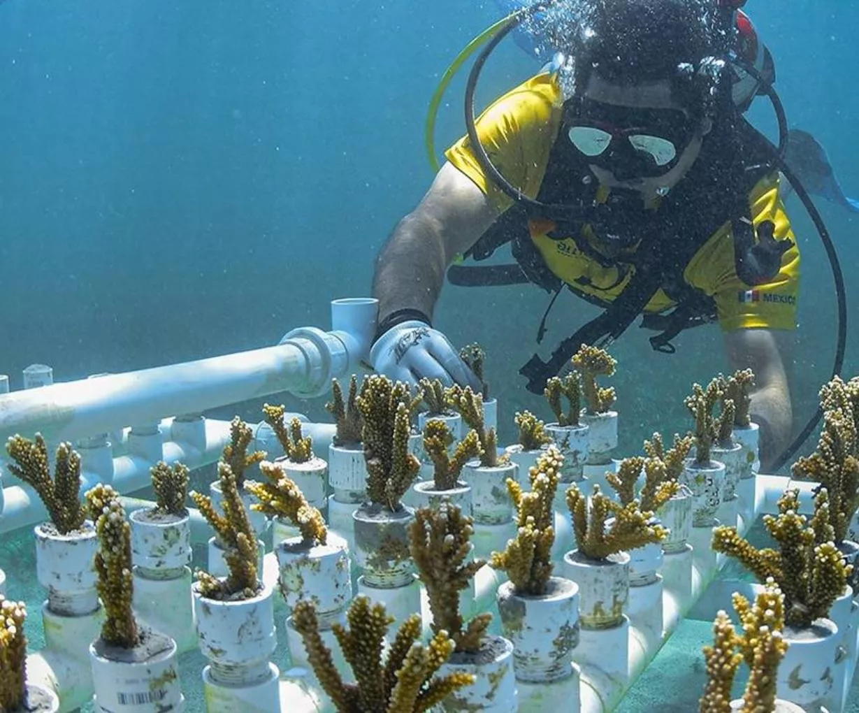 Acropora