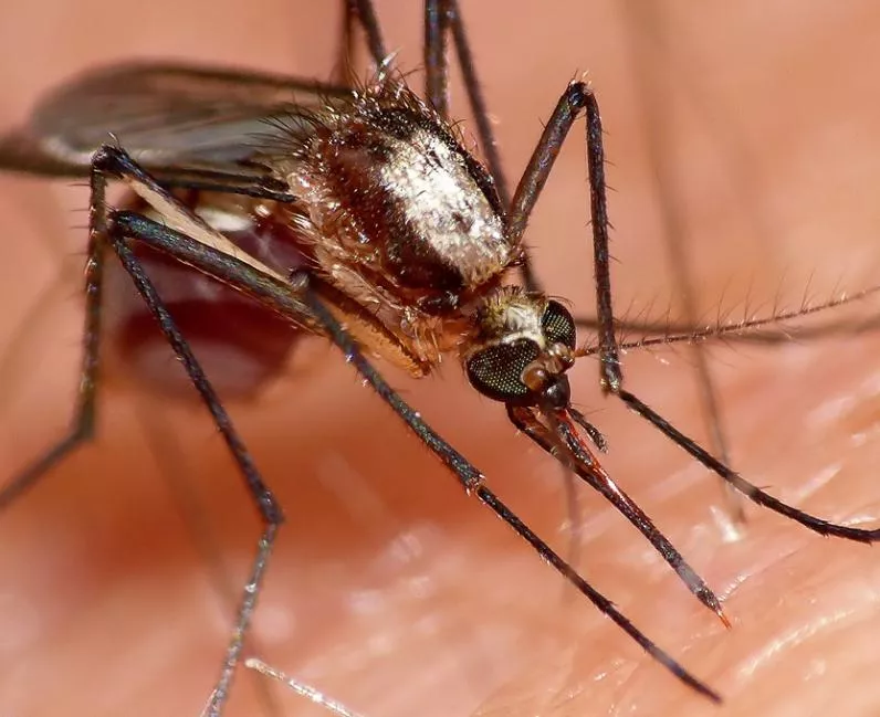 Mosquito Dengue Suck Your Last Blood. (Photo by Rick Shackleton)