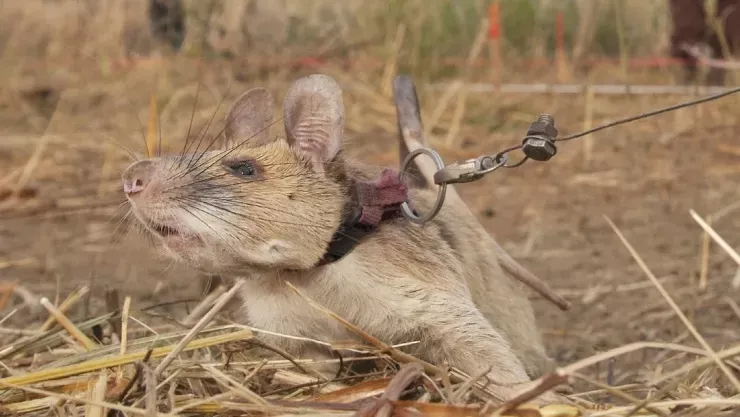rata