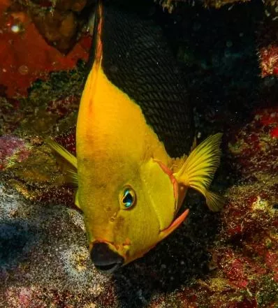 peces