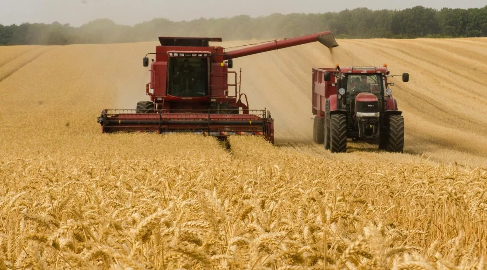 Rusia y Ucrania  son el granero de cereales del mundo. Desde 2018, Rusia es el primer exportador mundial de trigo.  AGENCIA FOTO