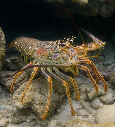 Langosta