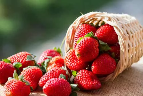 Fresas1