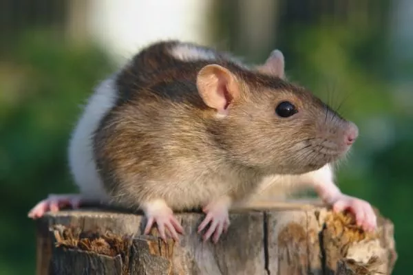 Rata