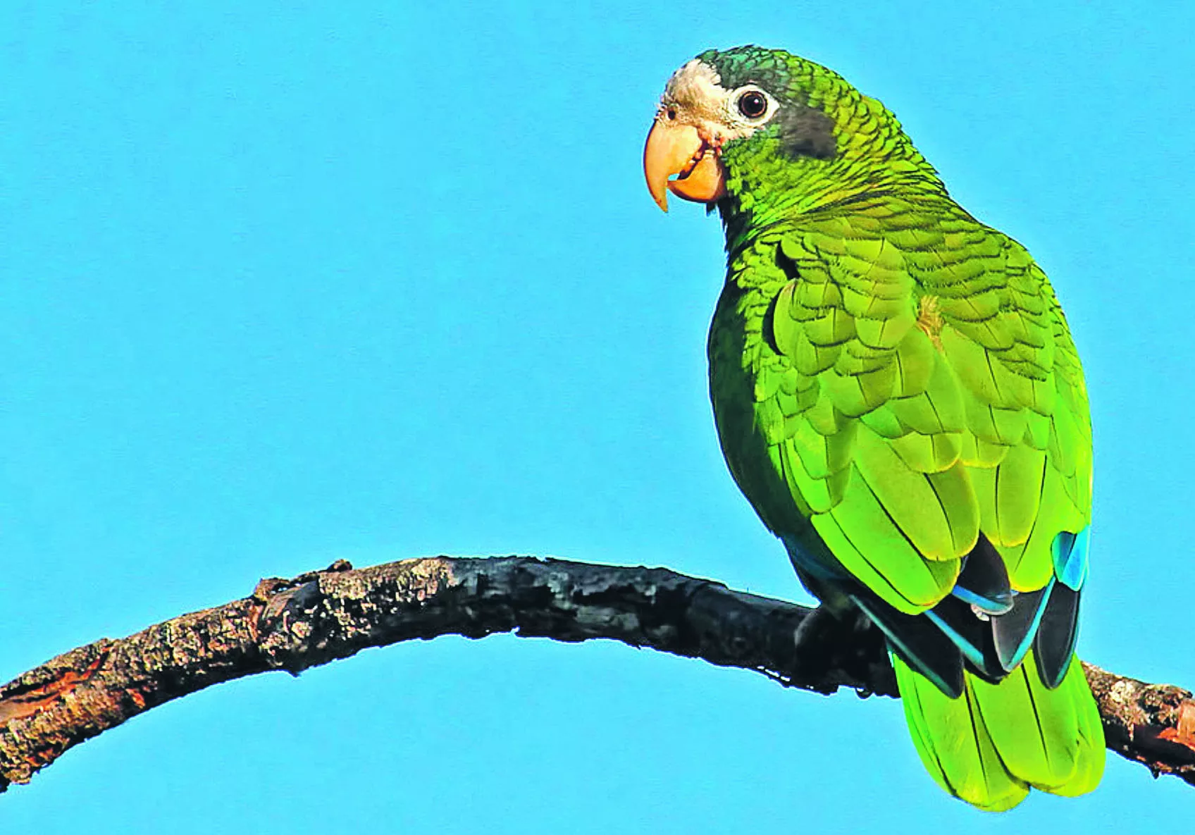 “Rescate Verde” a favor de las cotorras.