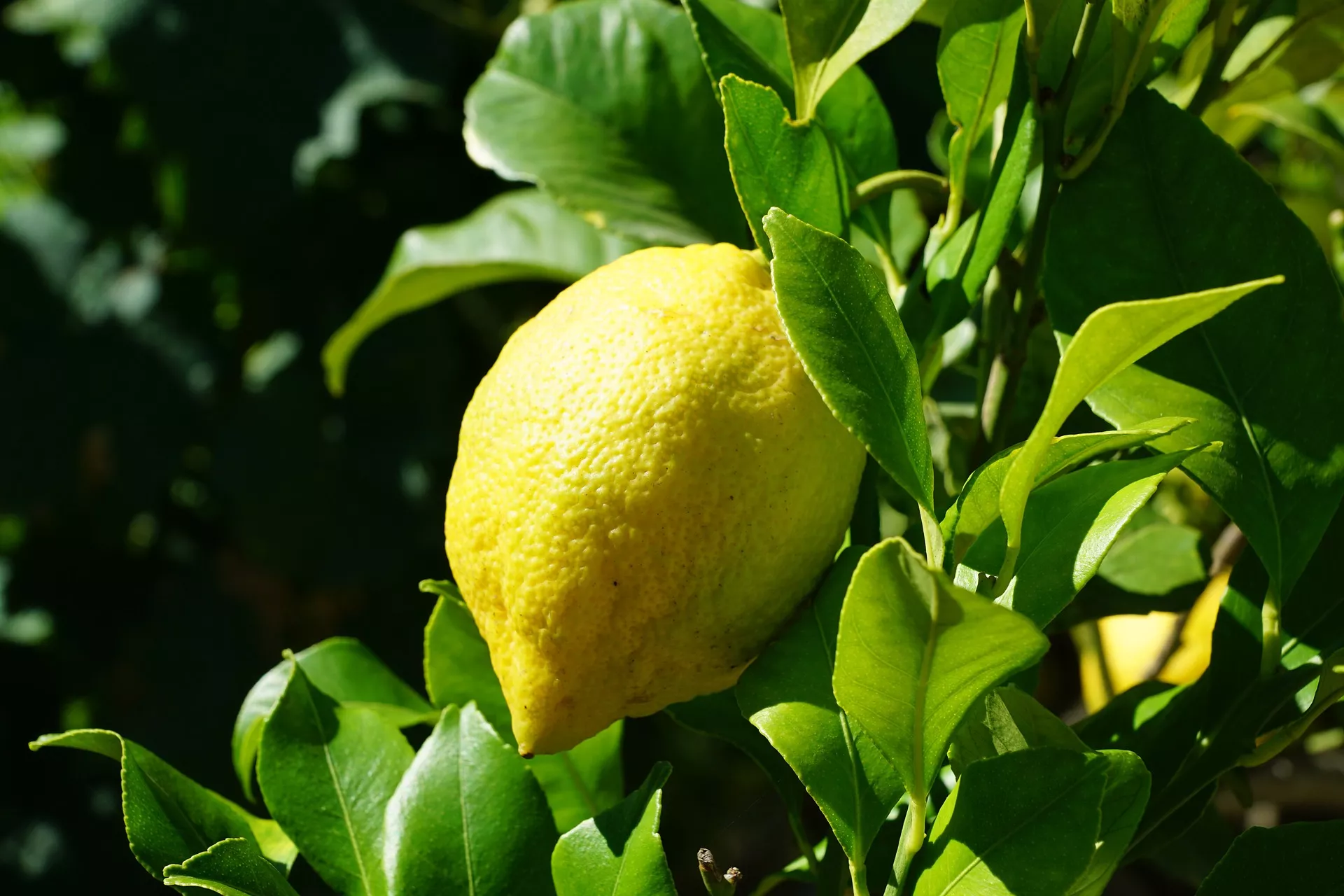 citricos
