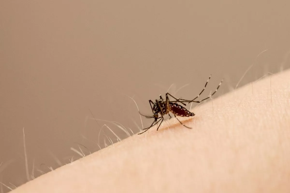 La OMS lanza la 'Iniciativa Mundial sobre Arbovirus' para hacer frente a estas enfermedades y prevenir futuras pandemias