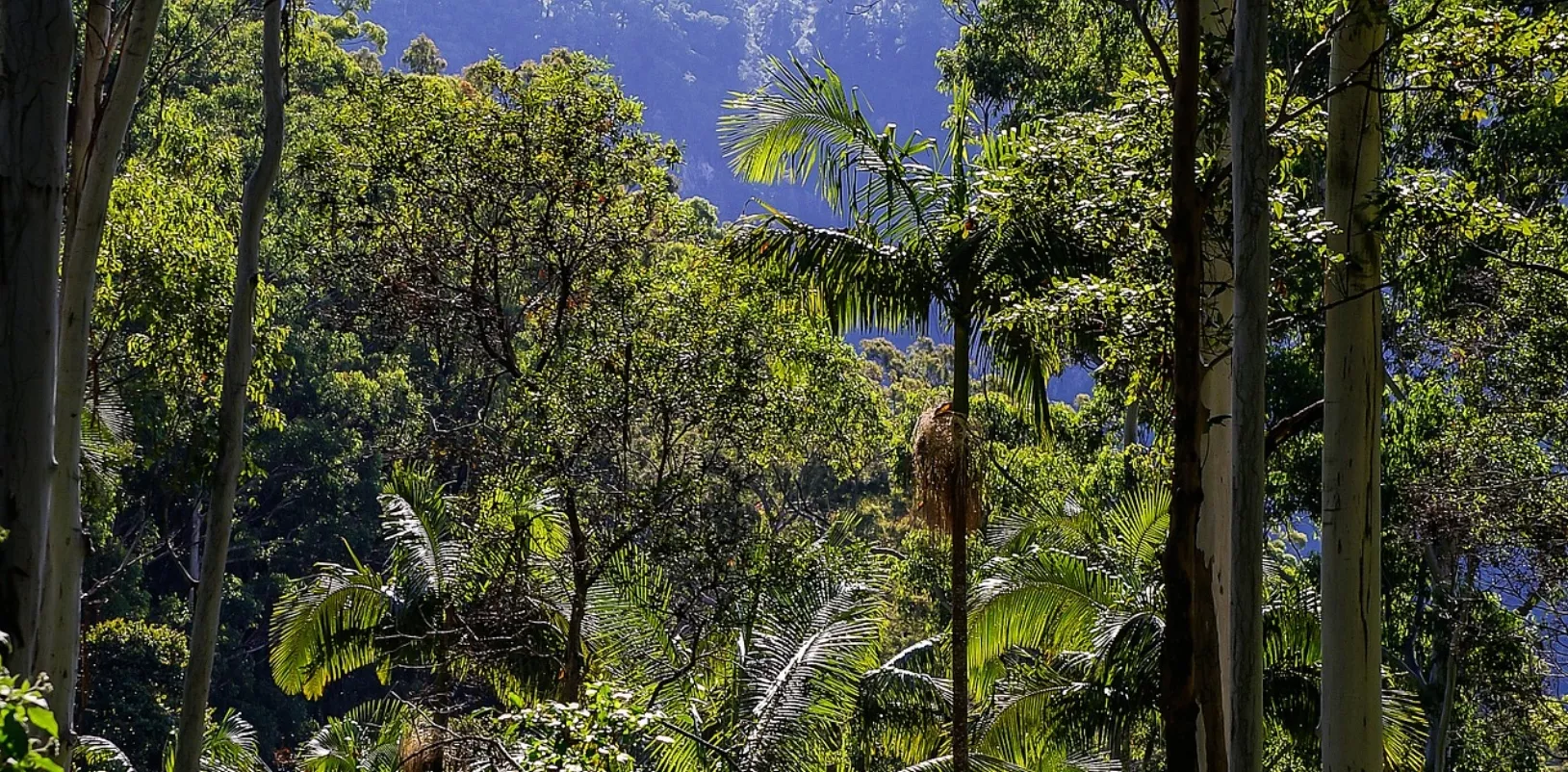bosques