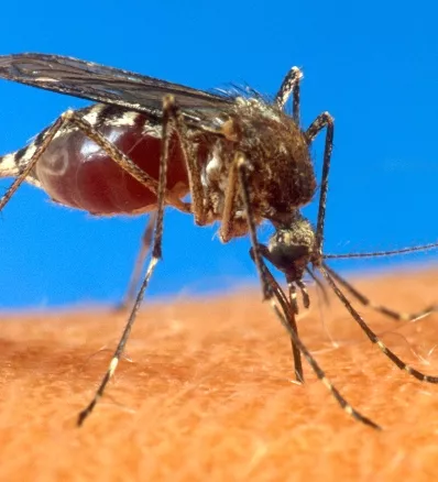 Caribbean Mosquito Virus