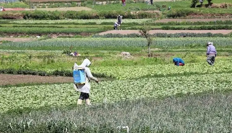 cultivos-agricultura-producción