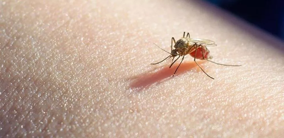 mosquito