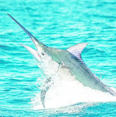 La pesca al Marlin inicia hoy.