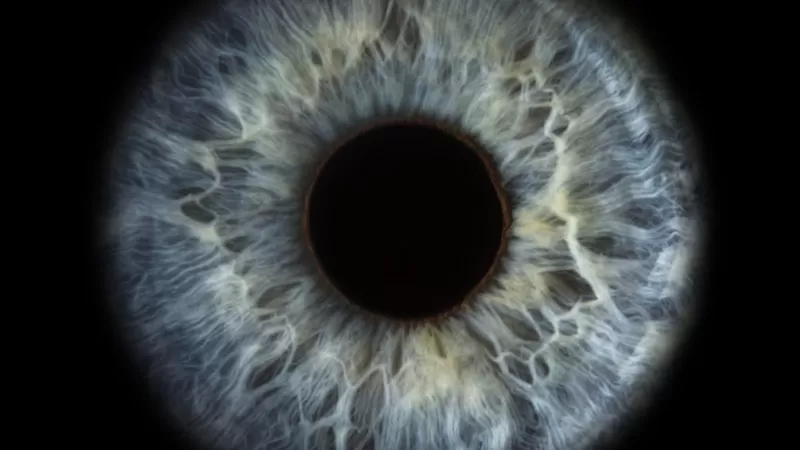 Retina