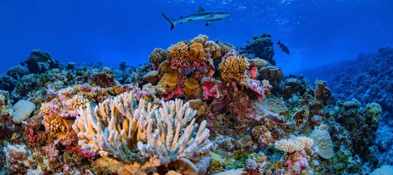 Los arrecifes de corales representan una de las principales fuentes de captación de CO2, mitiganando el cambio climático.