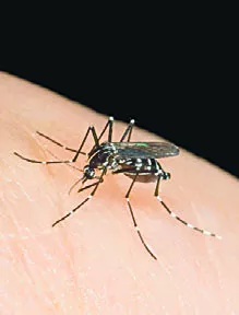 Mosquito