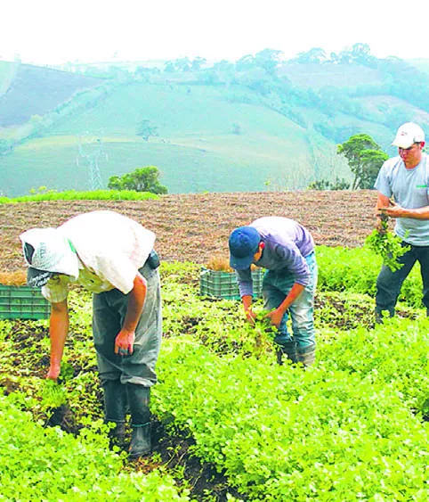 La mano de obra agrícola es vital para la producción.