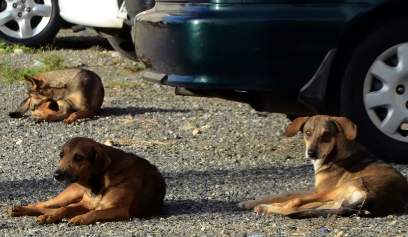 Dos perros y un gato son los afectados con rabia.Archivo